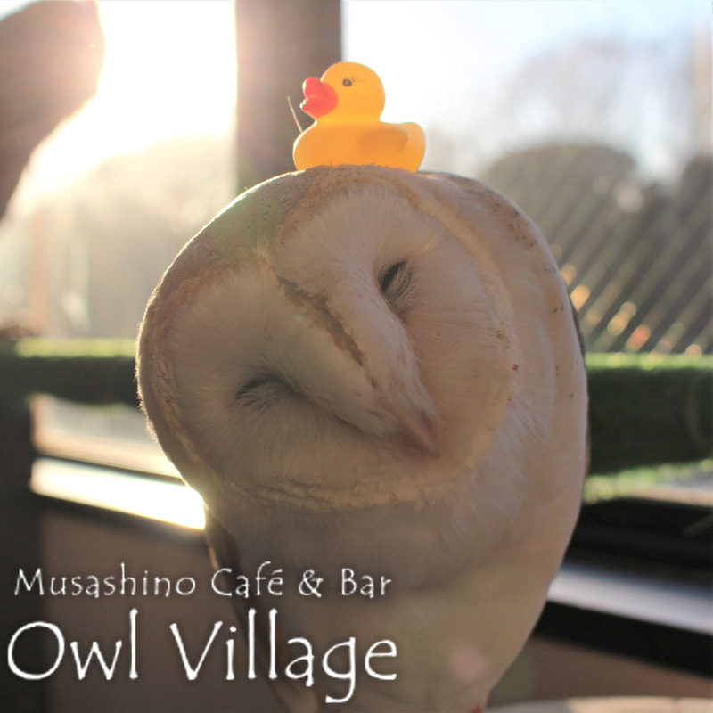 owl cafe harajuku down load free photo 0236 Barn Owl