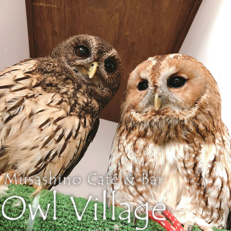 owl cafe harajuku down load free photo owl cafe photo 0275 Mottled Owl & Tawny Owl