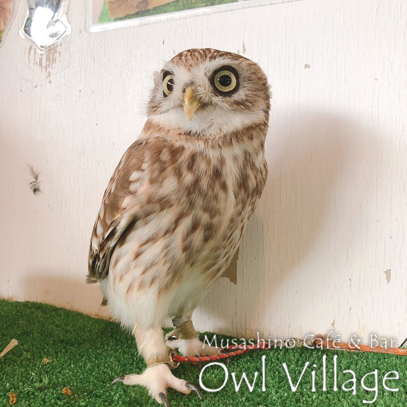 owl cafe harajuku down load free photo owl cafe photo 0291 little Owl