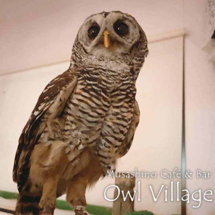 owl cafe harajuku down load free photo owl cafe photo 0602 Chaco Owl