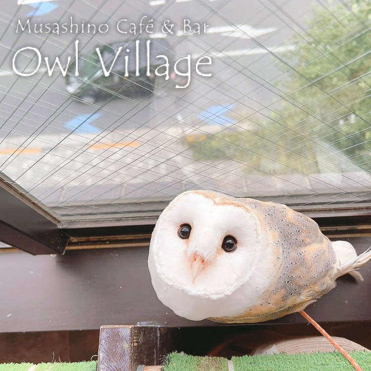 owl cafe harajuku down load free photo owl cafe photo 0618 Barn Owl