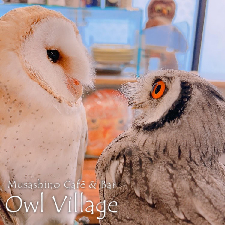 owl cafe harajuku down load free photo owl cafe photo 0630 Barn Owl&White-Faced Scops Owl