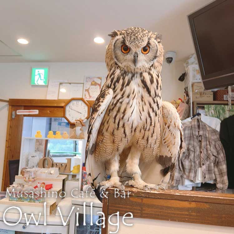 owl cafe harajuku down load free photo owl cafe photo 0806 Indian Eagle Owl