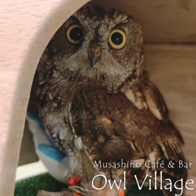 owl cafe photo 0815 Westem screech Owl