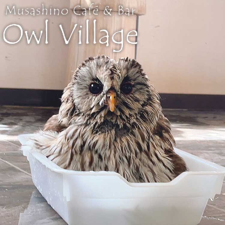 owl cafe harajuku down load free owl cafe photo 0920 Ural Owl × Tawny Owl