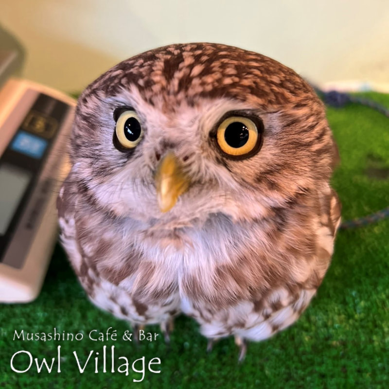 owl cafe harajuku down load free photo owl cafe photo 1001 Little Owl