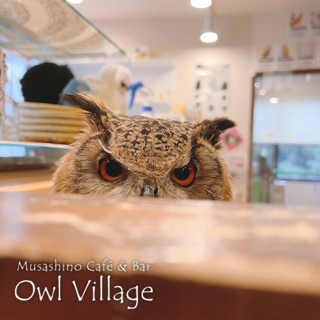owl cafe harajuku down load free photo owl cafe photo 1018 Indian Eagle Owl