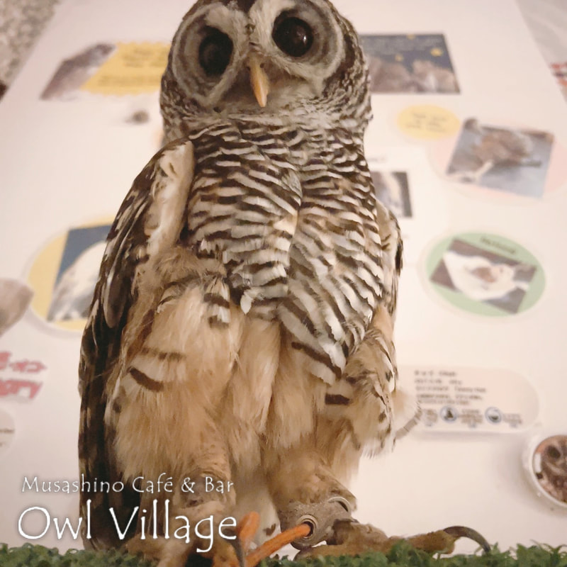 owl cafe harajuku down load free photo owl cafe photo 1030 Chaco Owl