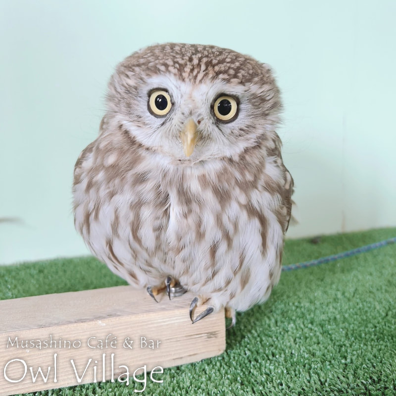 owl cafe harajuku down load free photo owl cafe photo 1109 Little Owl