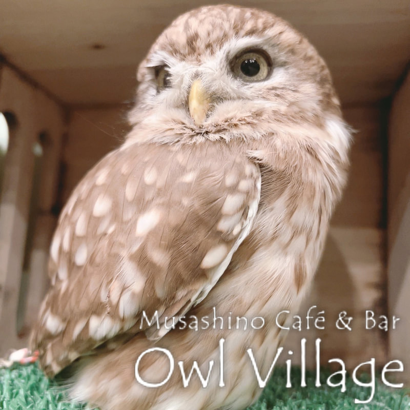 owl cafe harajuku down load free photo owl cafe photo 1114 Little Owl