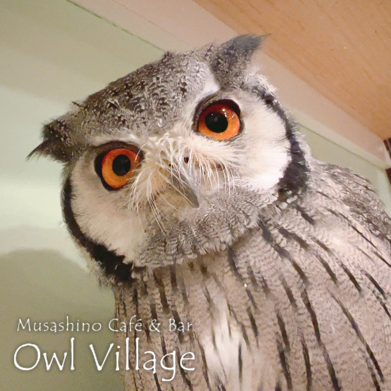 owl cafe harajuku down load free photo owl cafe photo 1127  White-Faced Scops Owl