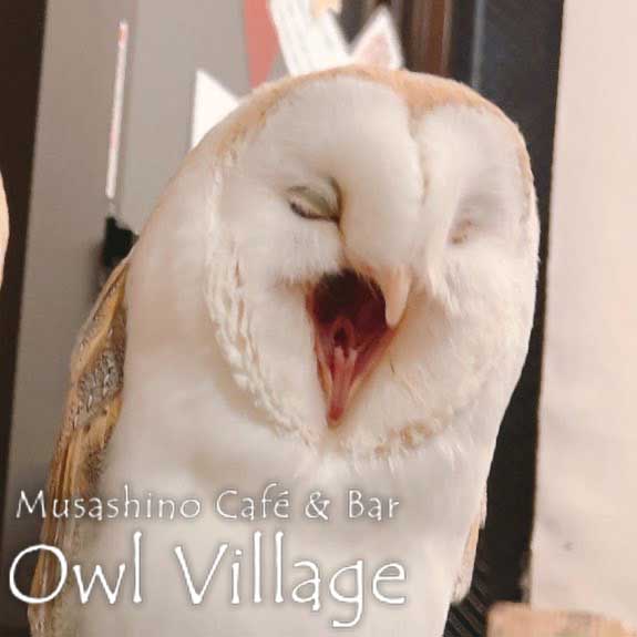 owl cafe harajuku down load free photo owl cafe photo 1204 Barn Owl