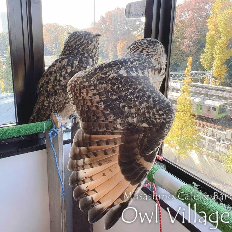 owl cafe harajuku down load free photo owl cafe photo 1205 Indian Eagle Owl