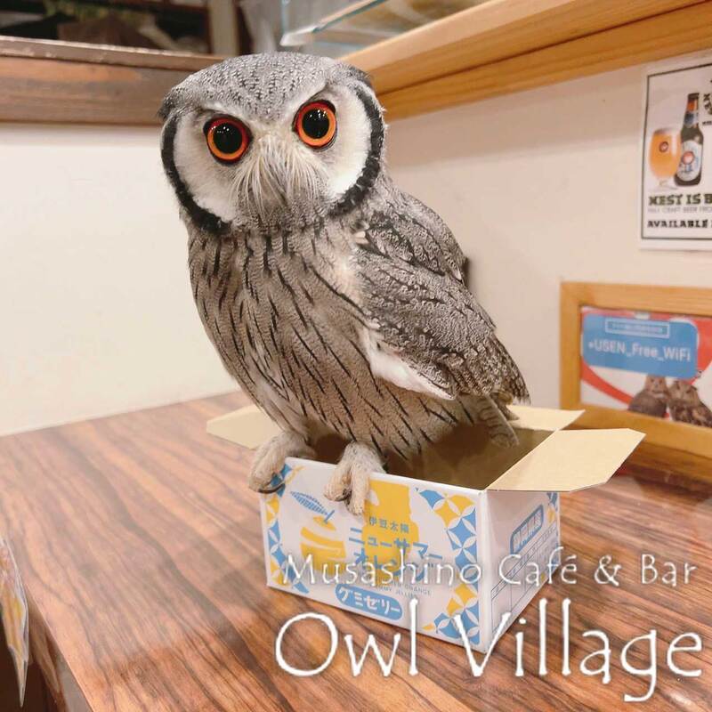 owl cafe harajuku down load free photo owl cafe photo 1208 White-Faced Scops Owl