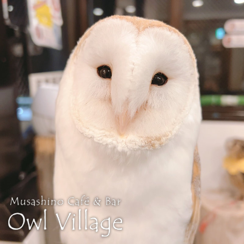 owl cafe harajuku down load free photo owl cafe photo 1021 Barn Owl