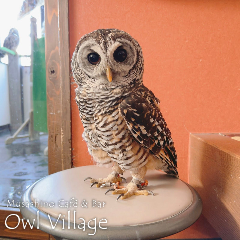 owl cafe harajuku down load free photo owl cafe photo 0210 Chaco Owl