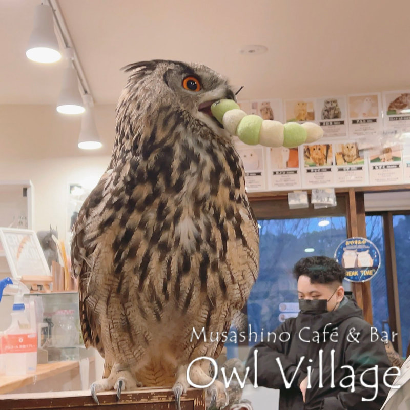 owl cafe harajuku down load free photo  0213 Eurasian Eagle Owl
