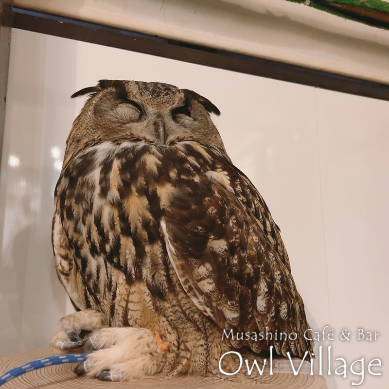 owl cafe harajuku down load free photo  0306 Eurasian Eagle Owl