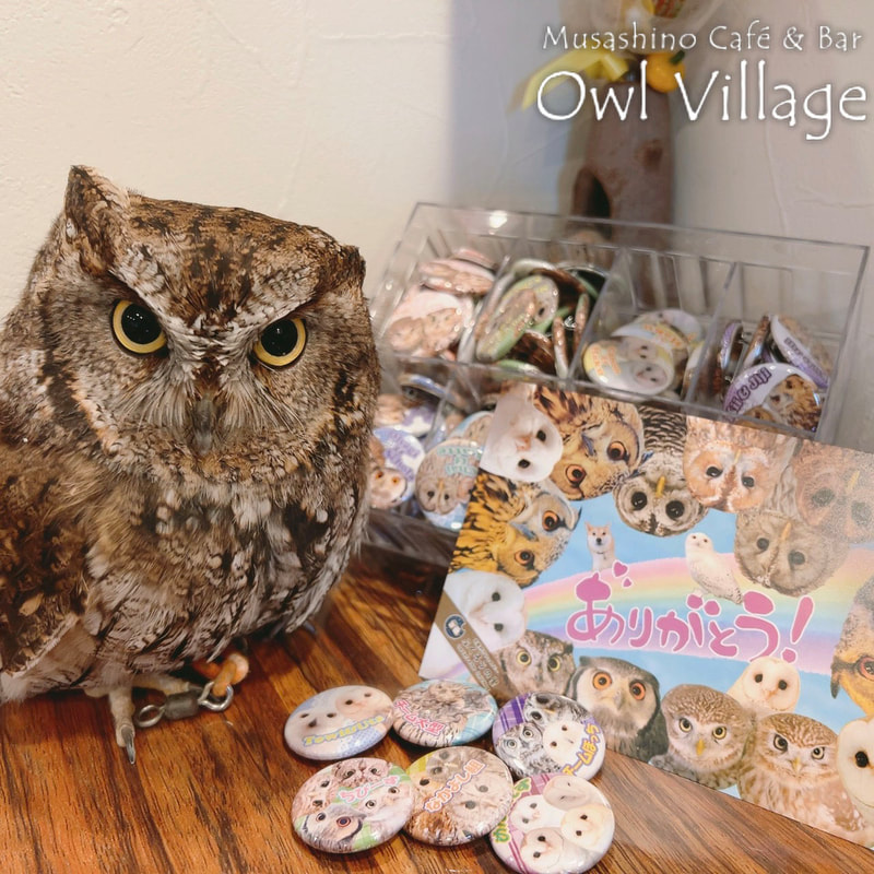owl cafe photo 0313 Westem screech Owl