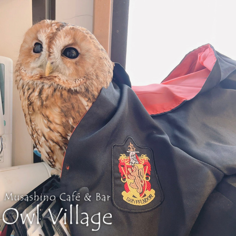 owl cafe harajuku down load free photo owl cafe photo 0329 Tawny Owl