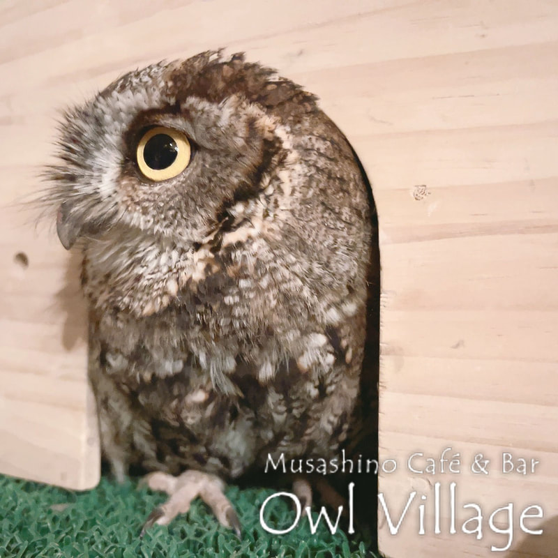 owl cafe photo 0330 Westem screech Owl