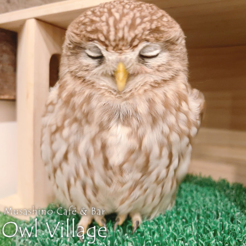 owl cafe harajuku down load free photo owl cafe photo 0401 Little Owl