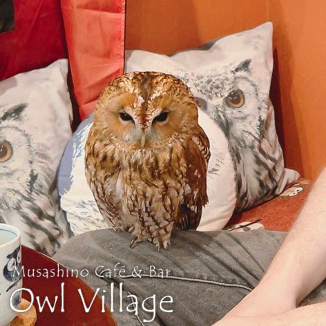 owl cafe harajuku down load free photo owl cafe photo 0423 Tawny Owl