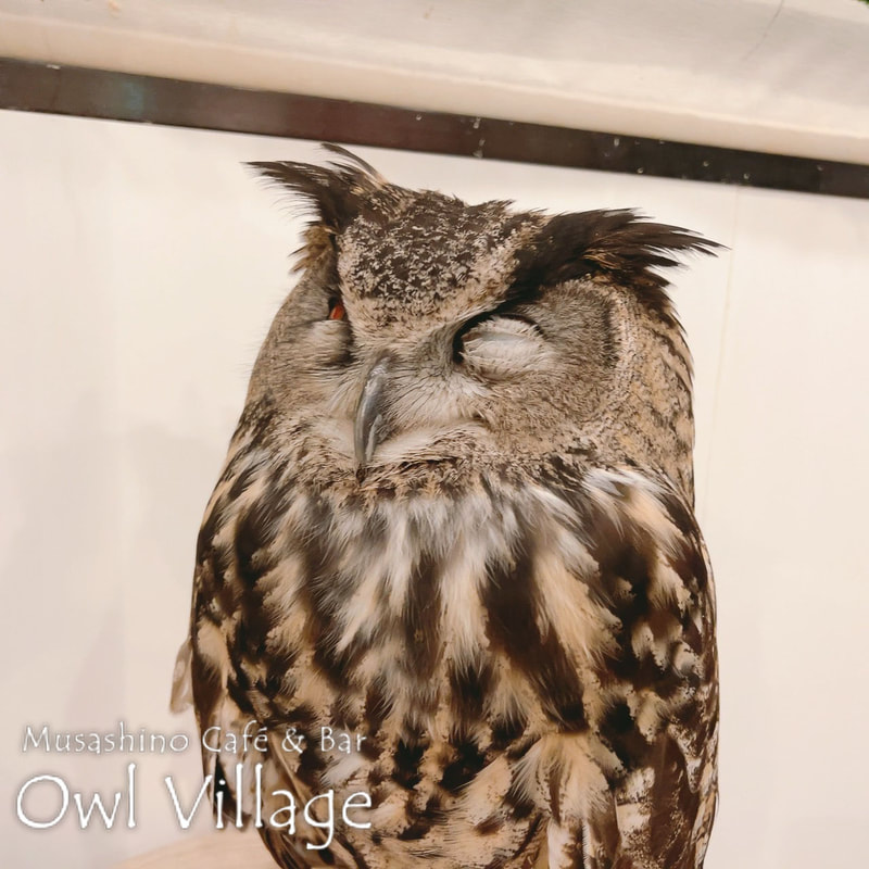 owl cafe harajuku down load free photo  0508 Eurasian Eagle Owl