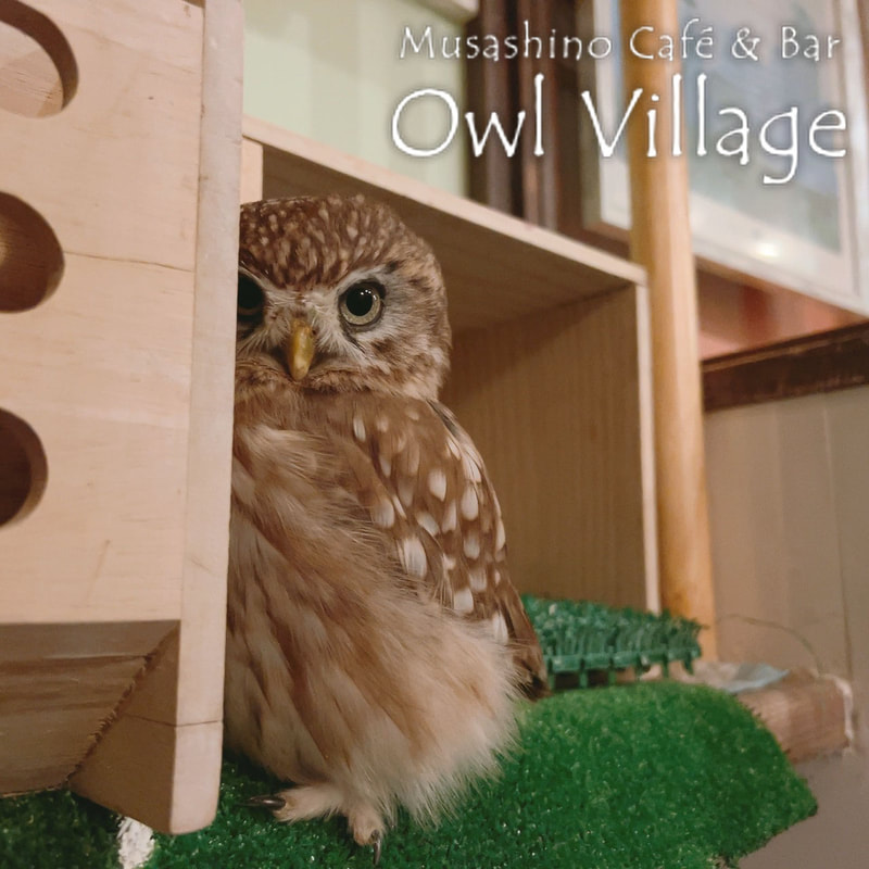owl cafe harajuku down load free photo owl cafe photo 0705 Little Owl