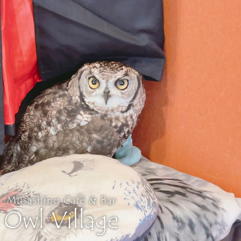 owl cafe harajuku down load free photo 0725 African Eagle Owl