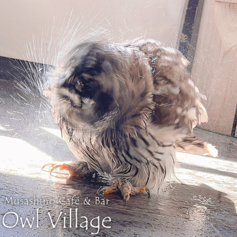 owl cafe harajuku down load free owl cafe photo 0809 Ural Owl × Tawny Owl