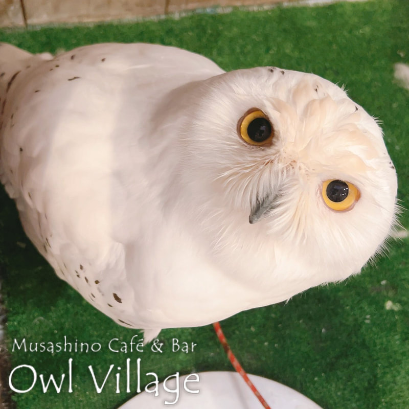 owl cafe harajuku down load free photo owl cafe photo 0823  Snowy Owl