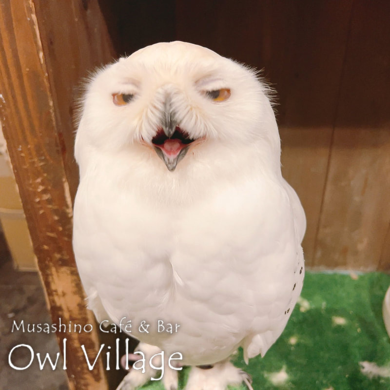 owl cafe harajuku down load free photo owl cafe photo 0825  Snowy Owl