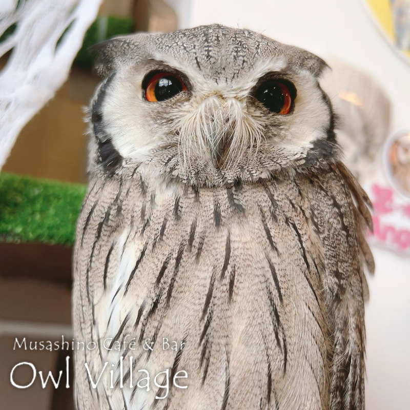 owl cafe harajuku down load free photo owl cafe photo 0828 White-Faced Scops Owl