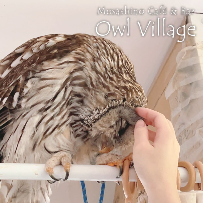 owl cafe harajuku down load free owl cafe photo 1007 Ural Owl × Tawny Owl