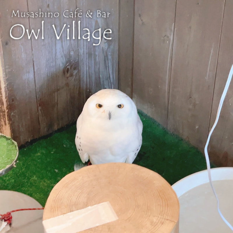 owl cafe harajuku down load free photo owl cafe photo 1201 Snowy Owl