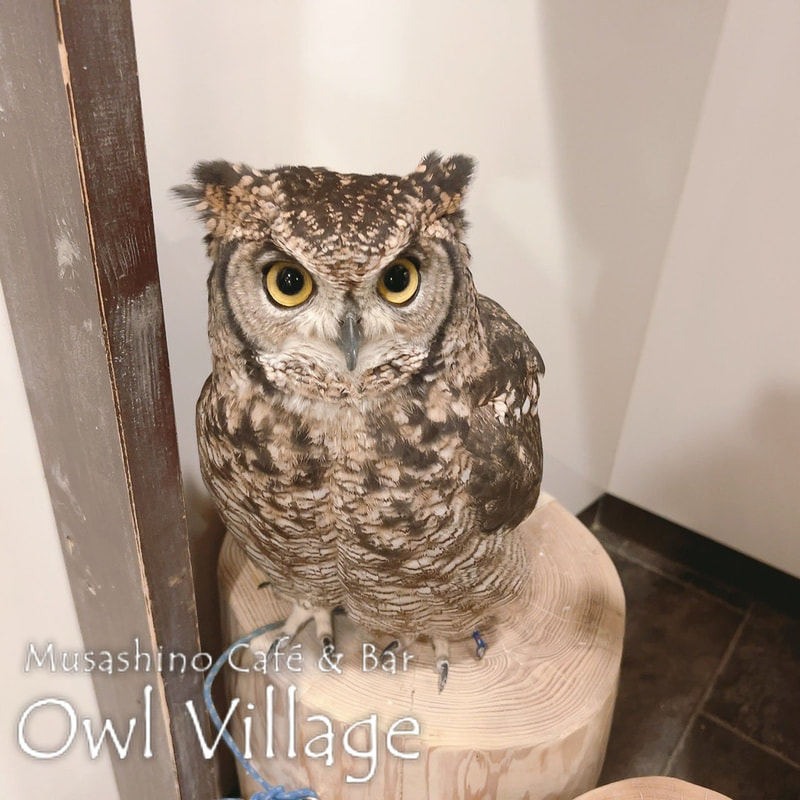owl cafe harajuku down load free photo 1219 African Eagle Owl