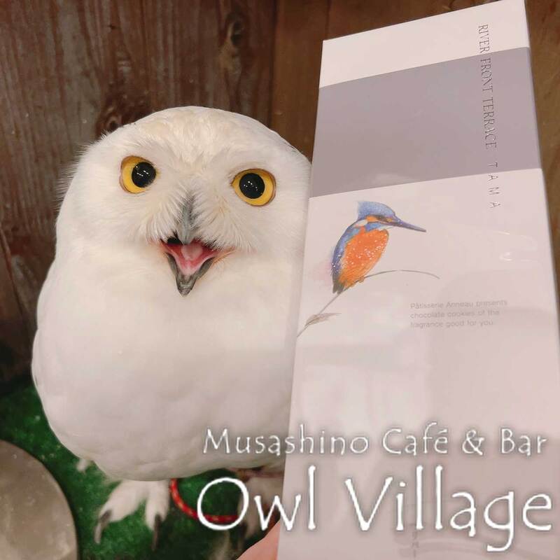 owl cafe harajuku down load free photo owl cafe photo 0111 Snowy Owl