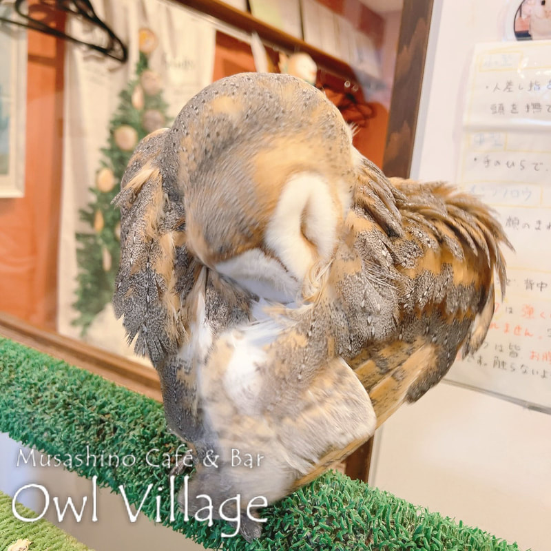 owl cafe harajuku down load free photo owl cafe photo 0211 Owl Barn Owl