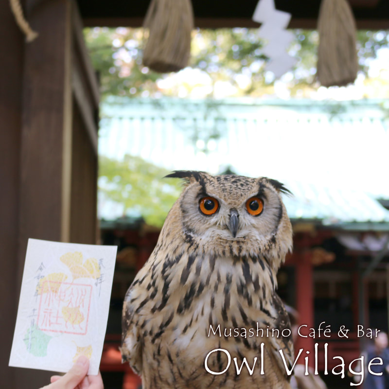 Bengal Eagle Owll at  akasaka hikawa shirne in harajuku owlcafe