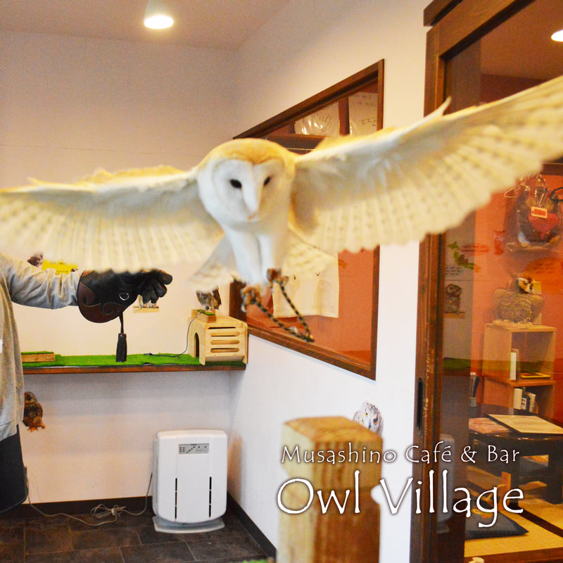 owlcafe harajuku Barn Owl will flew to eat the bait