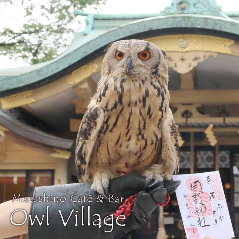 Bengal Eagle Owll at  sinjuku suga shrine in harajuku owlcafe