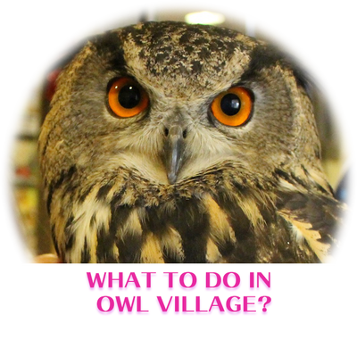 what to do in owlcafe owlvillage top