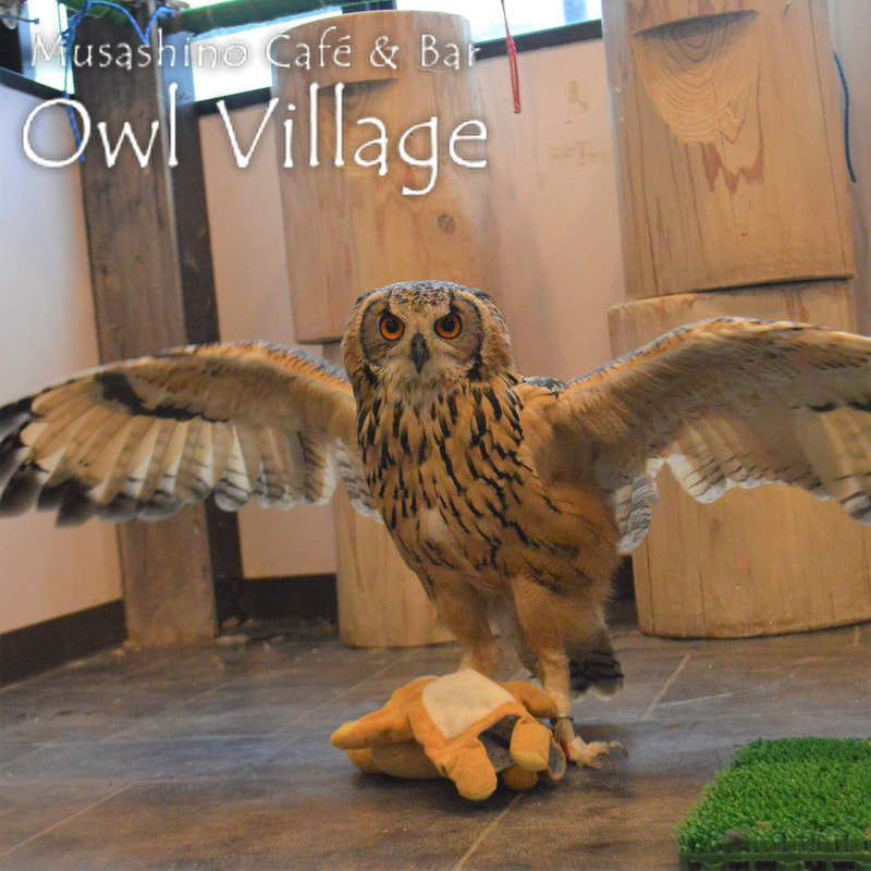 owl cafe harajuku down load free photo 004 Indian Eagle Owl