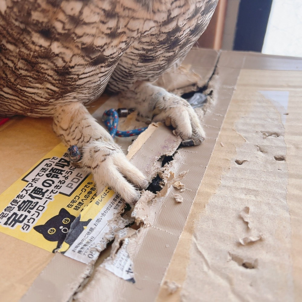 African Eagle Owl - cute - fluffy - Owl Cafe - Harajuku - Owl Village - Shibuya - Tokyo - prank -Spotted Eagle Owl