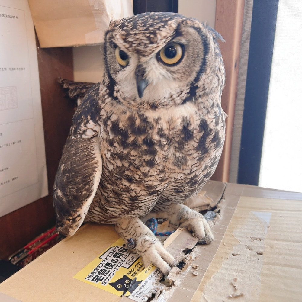 African Eagle Owl - cute - fluffy - Owl Cafe - Harajuku - Owl Village - Shibuya - Tokyo - prank - cardboard - King of Destruction