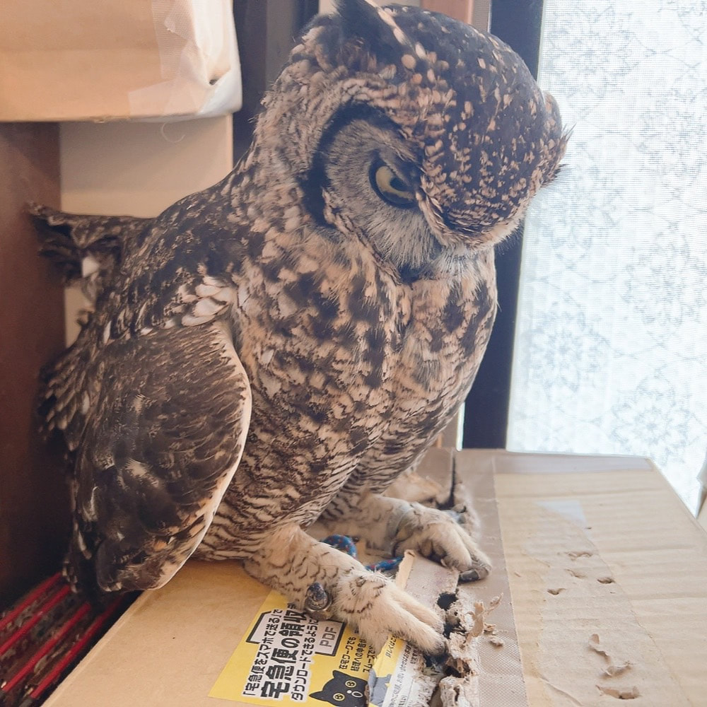 African Eagle Owl - cute - fluffy - Owl Cafe - Harajuku - Owl Village - Shibuya - Tokyo - prank - cardboard 